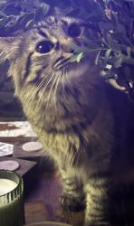 Lost Female Cat last seen Unionville area, Bloomington, IN 47408