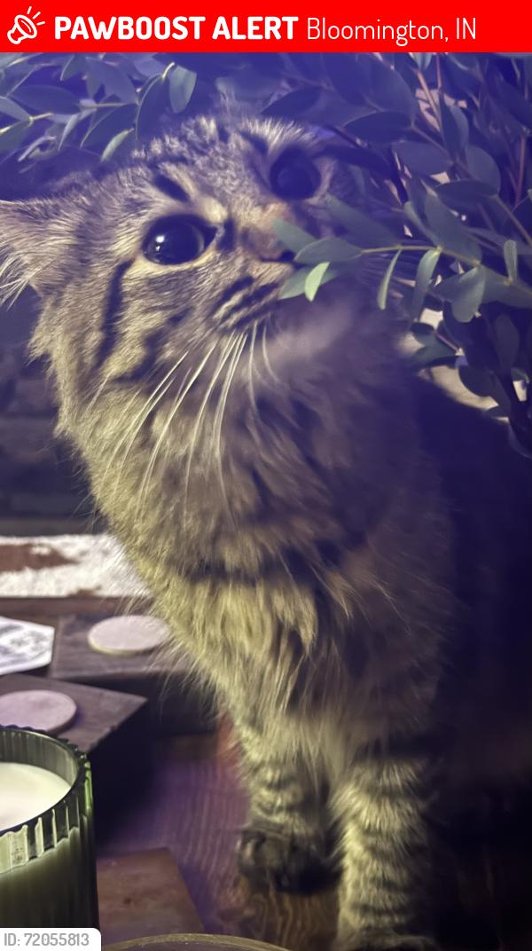 Lost Female Cat last seen Unionville area, Bloomington, IN 47408