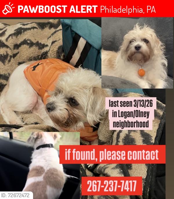 Lost Male Dog last seen Logan Elementary School, Philadelphia, PA 19141