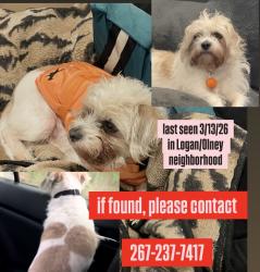 Lost Male Dog last seen Logan Elementary School, Philadelphia, PA 19141