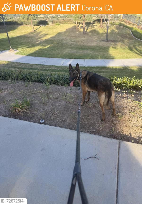 Found/Stray Female Dog last seen Upper and valencia, Corona, CA 92881