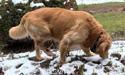 Found/Stray Unknown Dog last seen Triple Butte Cir, Spokane County, WA 99005