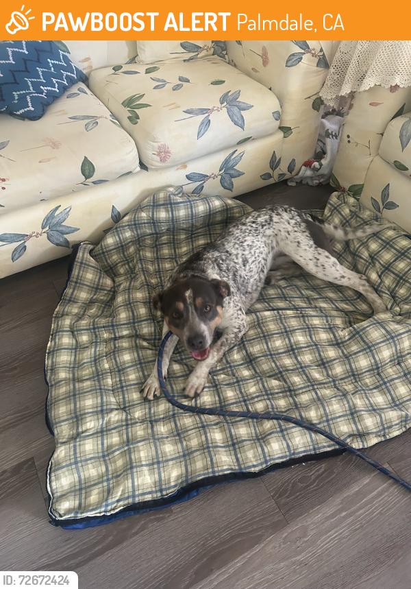 Found/Stray Female Dog last seen Near meadow wood st Palmdale our , Palmdale, CA 93552