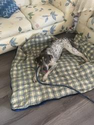 Found/Stray Female Dog last seen Near meadow wood st Palmdale our , Palmdale, CA 93552