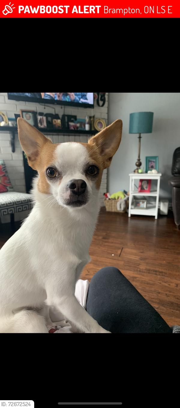 Lost Male Dog last seen Park belt near Lafrance street, Brampton, ON L6S 5E8