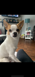 Lost Male Dog last seen Park belt near Lafrance street, Brampton, ON L6S 5E8