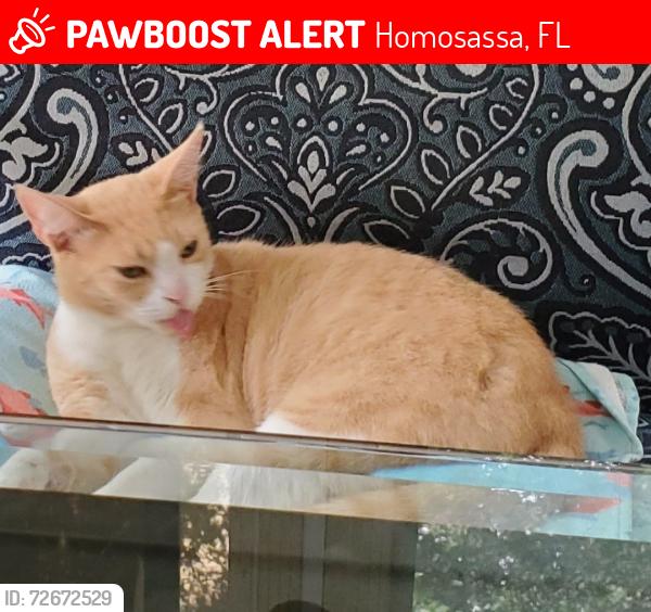 Lost Female Cat last seen Scarlet Oak, Homosassa, FL 34446