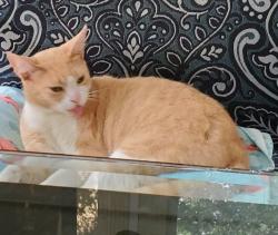 Lost Female Cat last seen Scarlet Oak, Homosassa, FL 34446