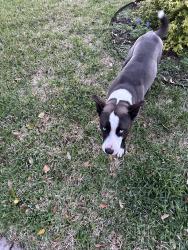 Found/Stray Male Dog last seen Mullins in Westbury , Houston, TX 77096