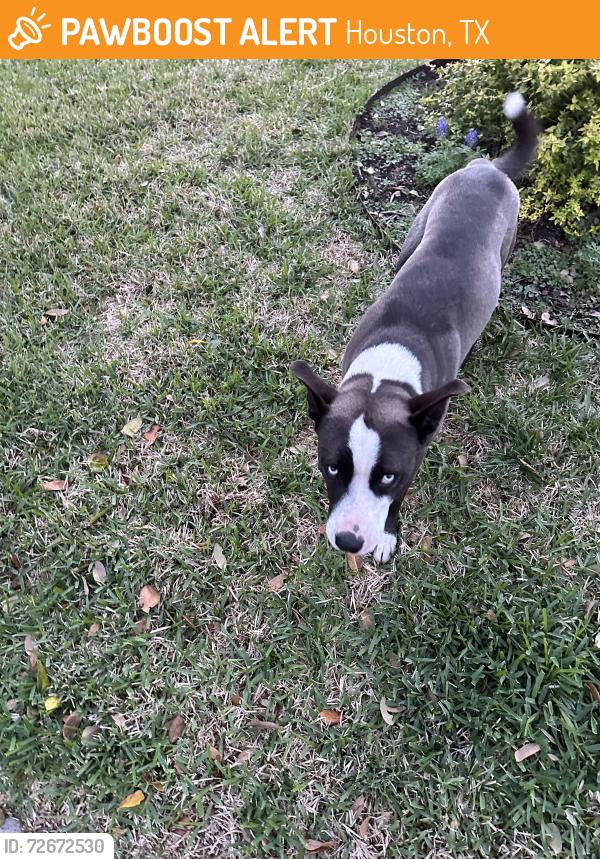 Found/Stray Male Dog last seen Mullins in Westbury , Houston, TX 77096