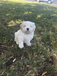 Lost Male Dog last seen Denton Hwy and Dillar tree and Sonic, Haltom City, TX 76117