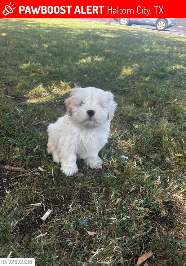 Lost Male Dog last seen Denton Hwy and Dillar tree and Sonic, Haltom City, TX 76117