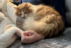Lost Female Cat last seen Old Stone Drive and Admiral’s Pointe Drive, Indianapolis, IN 46236