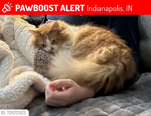 Lost Female Cat last seen Old Stone Drive and Admiral’s Pointe Drive, Indianapolis, IN 46236