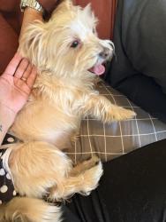 Found/Stray Female Dog last seen Briar Grove Community , Conroe, TX 77301
