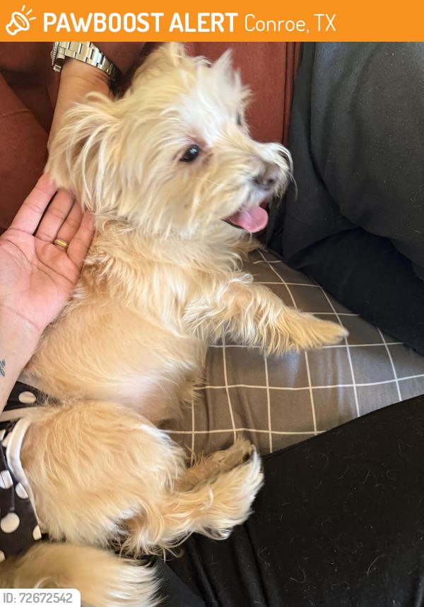 Found/Stray Female Dog last seen Briar Grove Community , Conroe, TX 77301