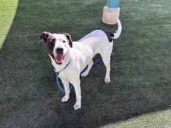 Shelter Stray Male Dog last seen , Chatsworth, CA 91311