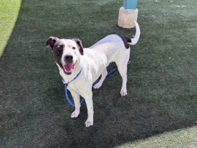 Shelter Stray Male Dog last seen , Chatsworth, CA 91311
