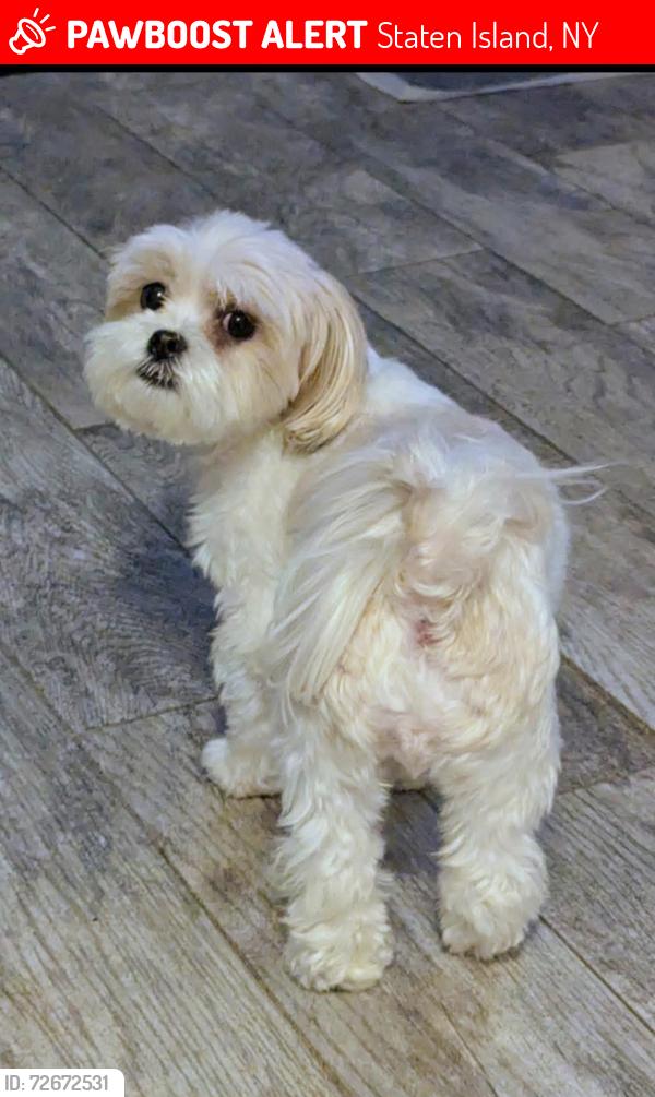 Lost Female Dog last seen Tompkins Avenue/Hope Avenue. BelAir Road , Staten Island, NY 10305
