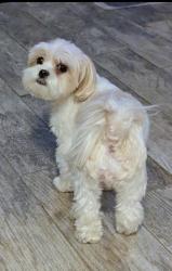 Lost Female Dog last seen Tompkins Avenue/Hope Avenue. BelAir Road , Staten Island, NY 10305