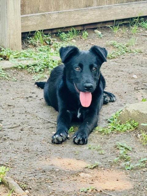 Shelter Stray Male Dog last seen COST MESA, San Antonio, TX 78227