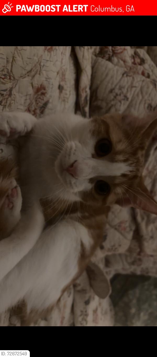Lost Male Cat last seen lakebottom park, Columbus, GA 31901