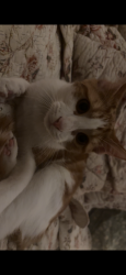Lost Male Cat last seen lakebottom park, Columbus, GA 31901