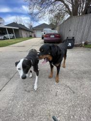 Found/Stray Female Dog last seen Cool springs and sandalwood, Mesquite, TX 75181