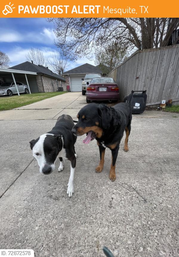 Found/Stray Female Dog last seen Cool springs and sandalwood, Mesquite, TX 75181