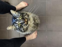 Lost Male Cat last seen Carinya drive, Stoneville, WA 6081