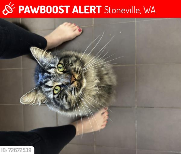 Lost Male Cat last seen Carinya drive, Stoneville, WA 6081