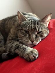 Lost Female Cat last seen San Tan Heights neighborhood, Queen Creek, AZ 85142