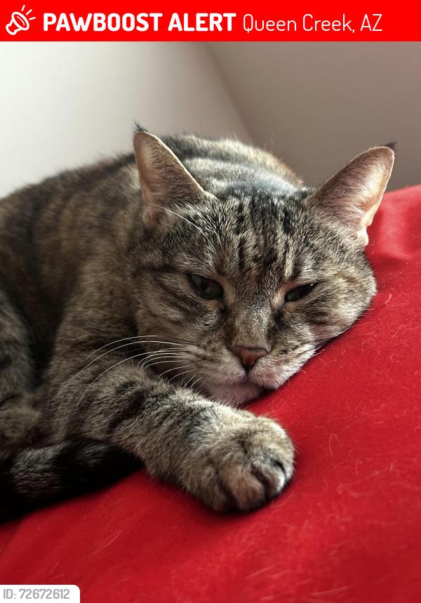 Lost Female Cat last seen San Tan Heights neighborhood, Queen Creek, AZ 85142