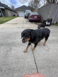 Found/Stray Male Dog last seen Cool springs and sandalwood, Mesquite, TX 75181