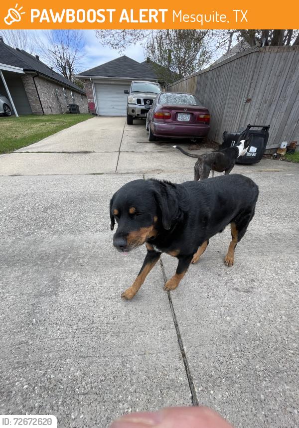 Found/Stray Male Dog last seen Cool springs and sandalwood, Mesquite, TX 75181