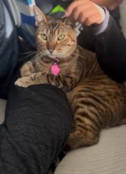 Lost Male Cat last seen Syracuse and western Avenue , Stanton, CA 90680
