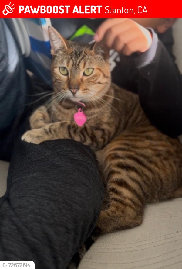 Lost Male Cat last seen Syracuse and western Avenue , Stanton, CA 90680