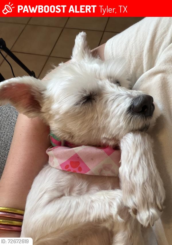 Lost Female Dog last seen Woods Elementary , Tyler, TX 75701