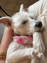 Lost Female Dog last seen Woods Elementary , Tyler, TX 75701
