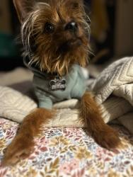 Lost Male Dog last seen Manzano middle school , Brownsville, TX 78520