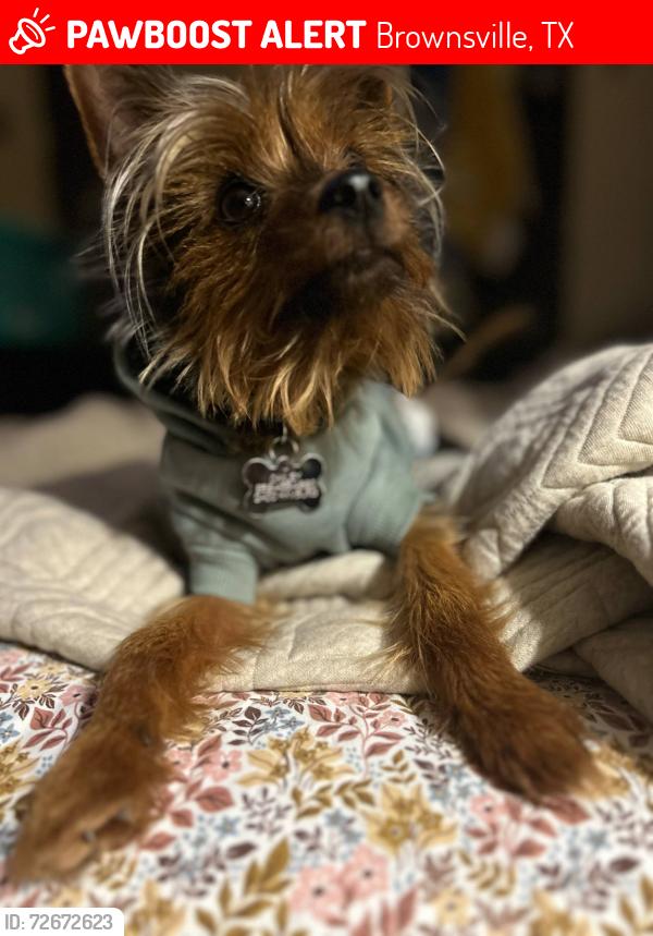 Lost Male Dog last seen Manzano middle school , Brownsville, TX 78520