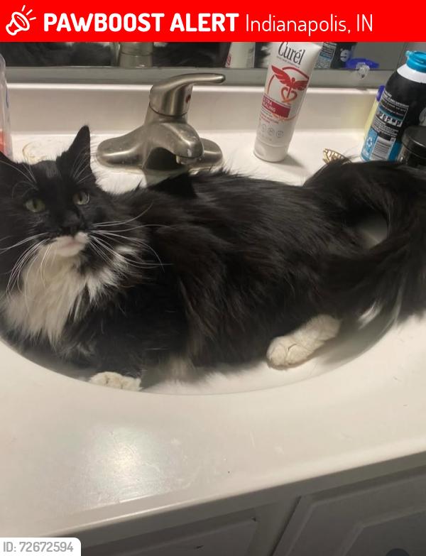 Lost Male Cat last seen 21st and highschool road , Indianapolis, IN 46222