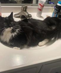 Lost Male Cat last seen 21st and highschool road , Indianapolis, IN 46222