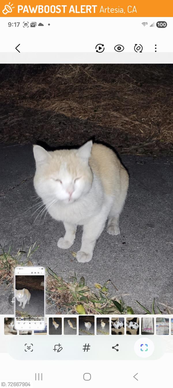 Found/Stray Male Cat last seen Pioneer Blvd and 176th St, Artesia, CA 90701