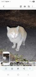 Found/Stray Male Cat last seen Pioneer Blvd and 176th St, Artesia, CA 90701