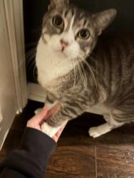 Lost Male Cat last seen Barker cypress rd, Cypress, TX 77429