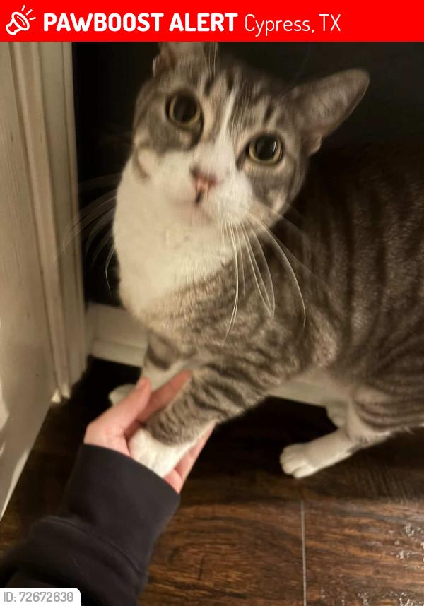 Lost Male Cat last seen Barker cypress rd, Cypress, TX 77429