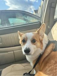 Lost Male Dog last seen prater dr, Groveport, OH 43125
