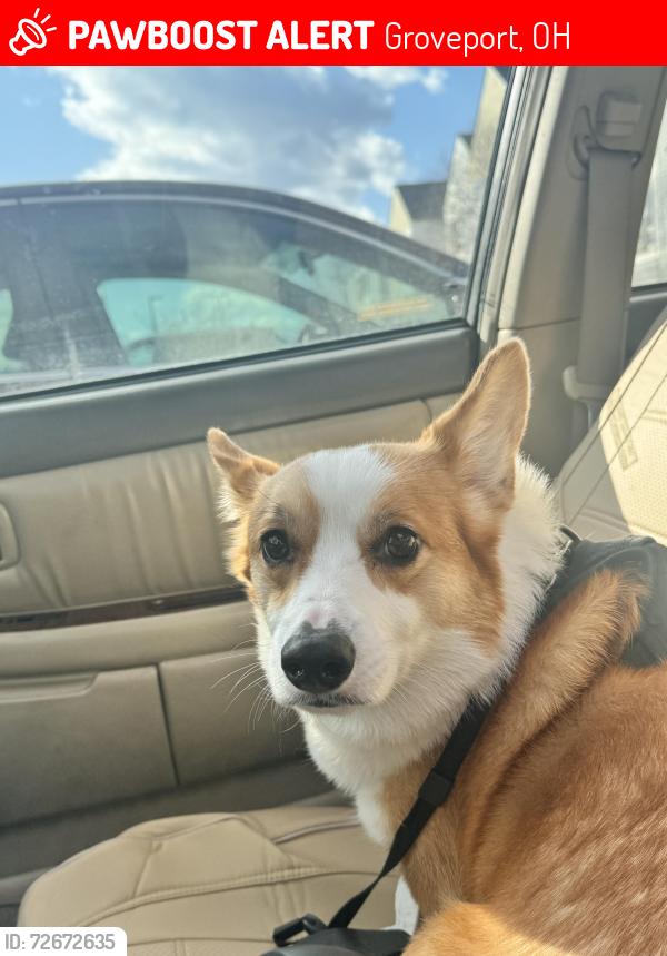 Lost Male Dog last seen prater dr, Groveport, OH 43125