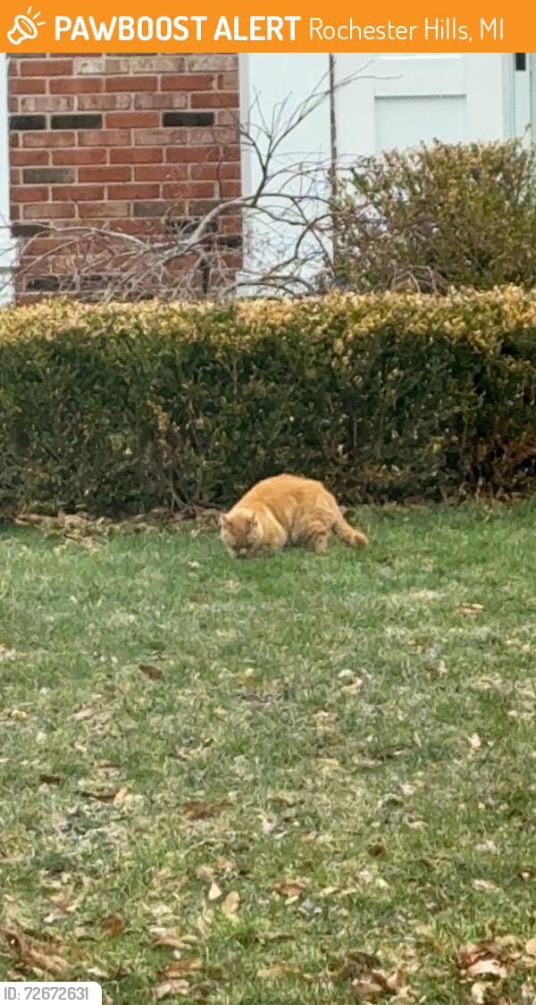 Found/Stray Unknown Cat last seen Avon &S Rochester Rd , Rochester Hills, MI 48307